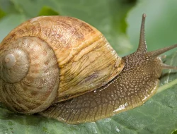Gastropoda, Makhluk Lunak yang Tahan Segala Cuaca dan Benua