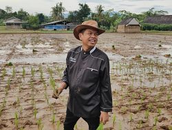 Sawah di Subang Berkurang, Gubernur Jawa Barat Dedi Mulyadi dan Mentan Cari Lahan Pengganti