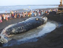 Bangkai Paus Terdampar di Pantai Algarrobo