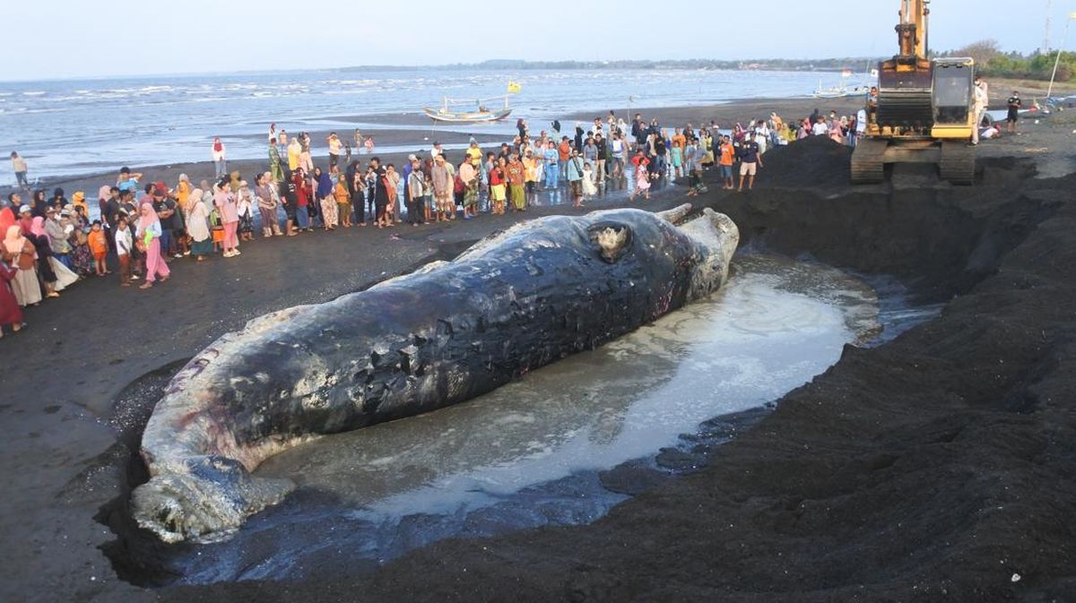 Bangkai Paus Terdampar