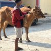 Respons Keluhan Peternak Pemprov Bali Tambah Kuota Pengiriman Sapi Jelang Idul Adha