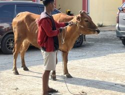 Respons Keluhan Peternak Pemprov Bali Tambah Kuota Pengiriman Sapi Jelang Idul Adha